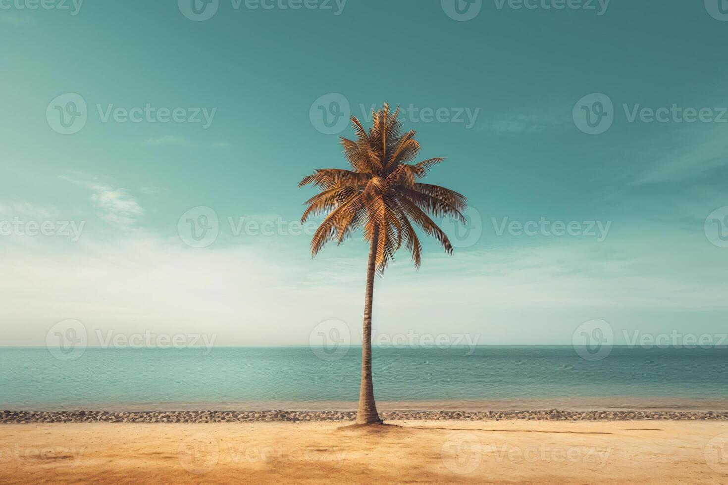 Palm tree on an empty beach photography photo