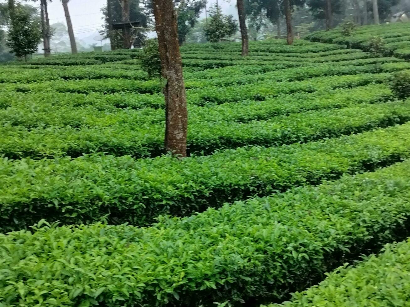 Photo of the Tea Garden