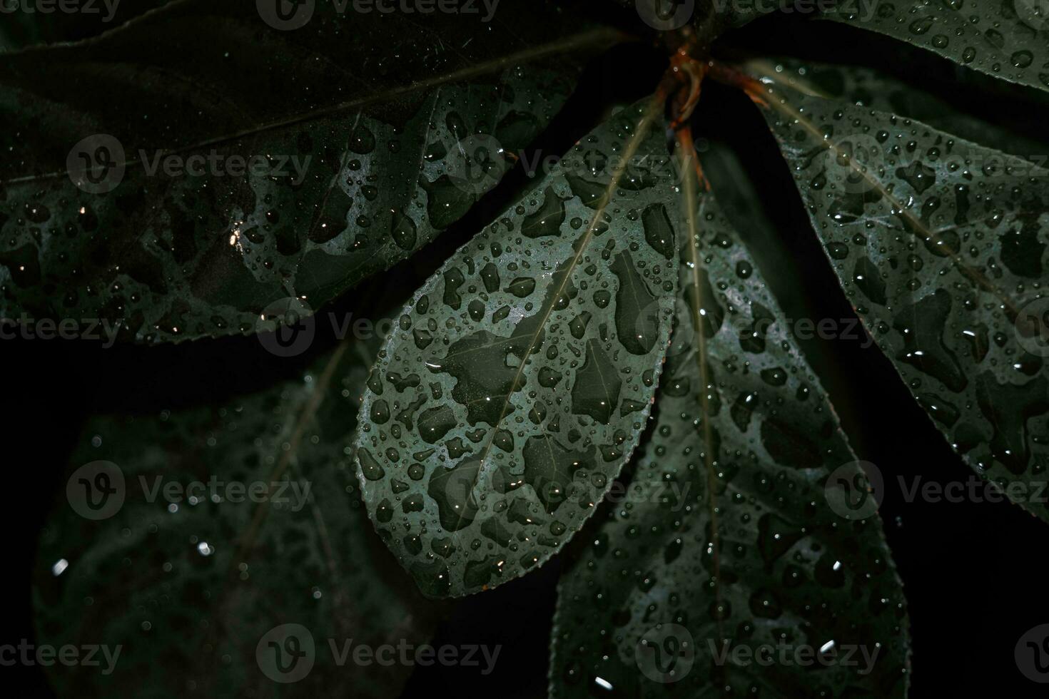 plano poner, oscuro naturaleza concepto, con lluvia gotas, oscuro verde follaje textura antecedentes foto