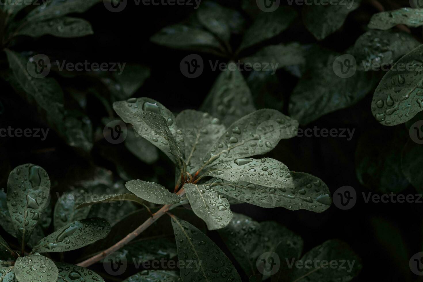 plano poner, oscuro naturaleza concepto, con lluvia gotas, oscuro verde follaje textura antecedentes foto