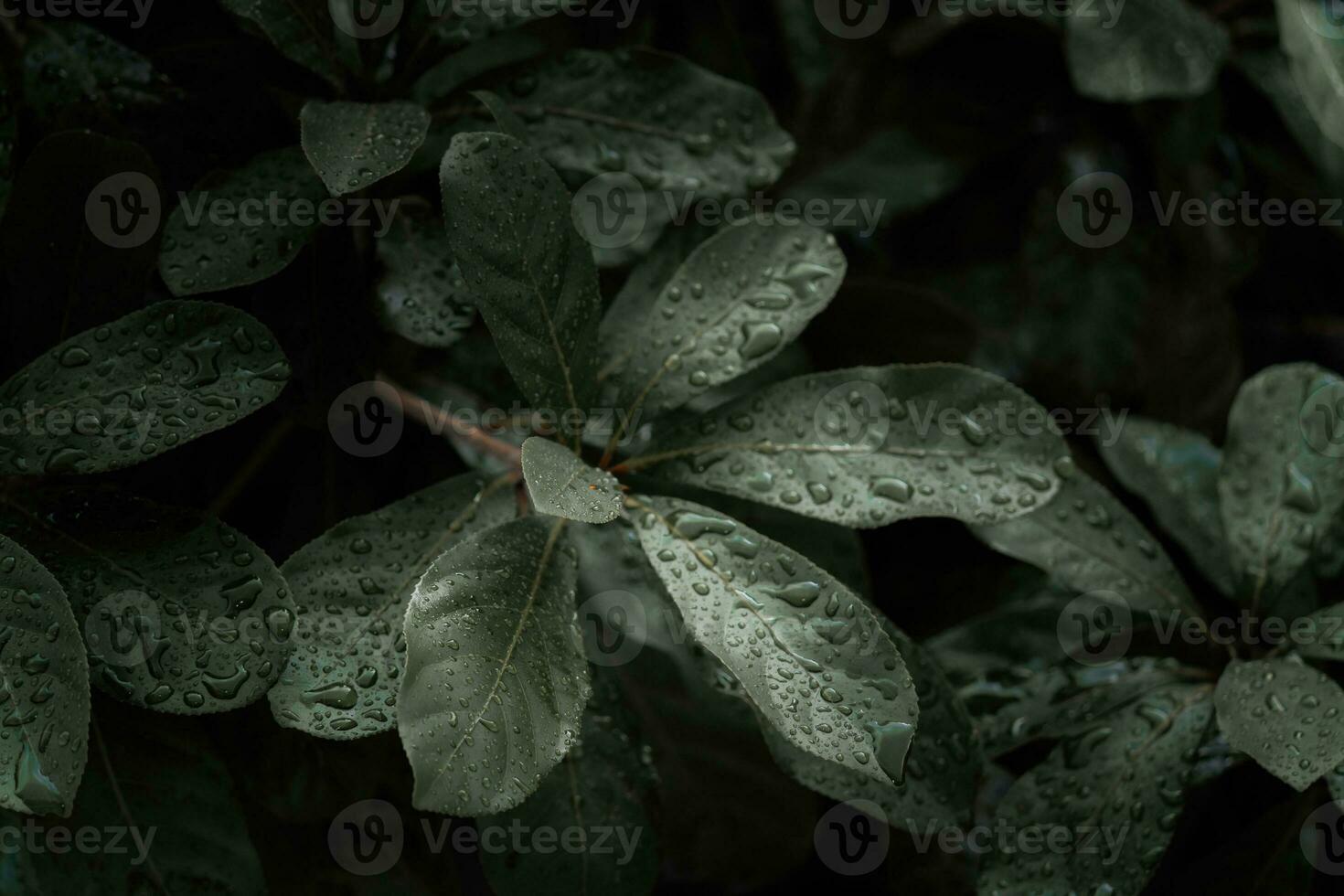 Flat lay, dark nature concept, with rain droplets, dark green foliage texture backgrounds photo
