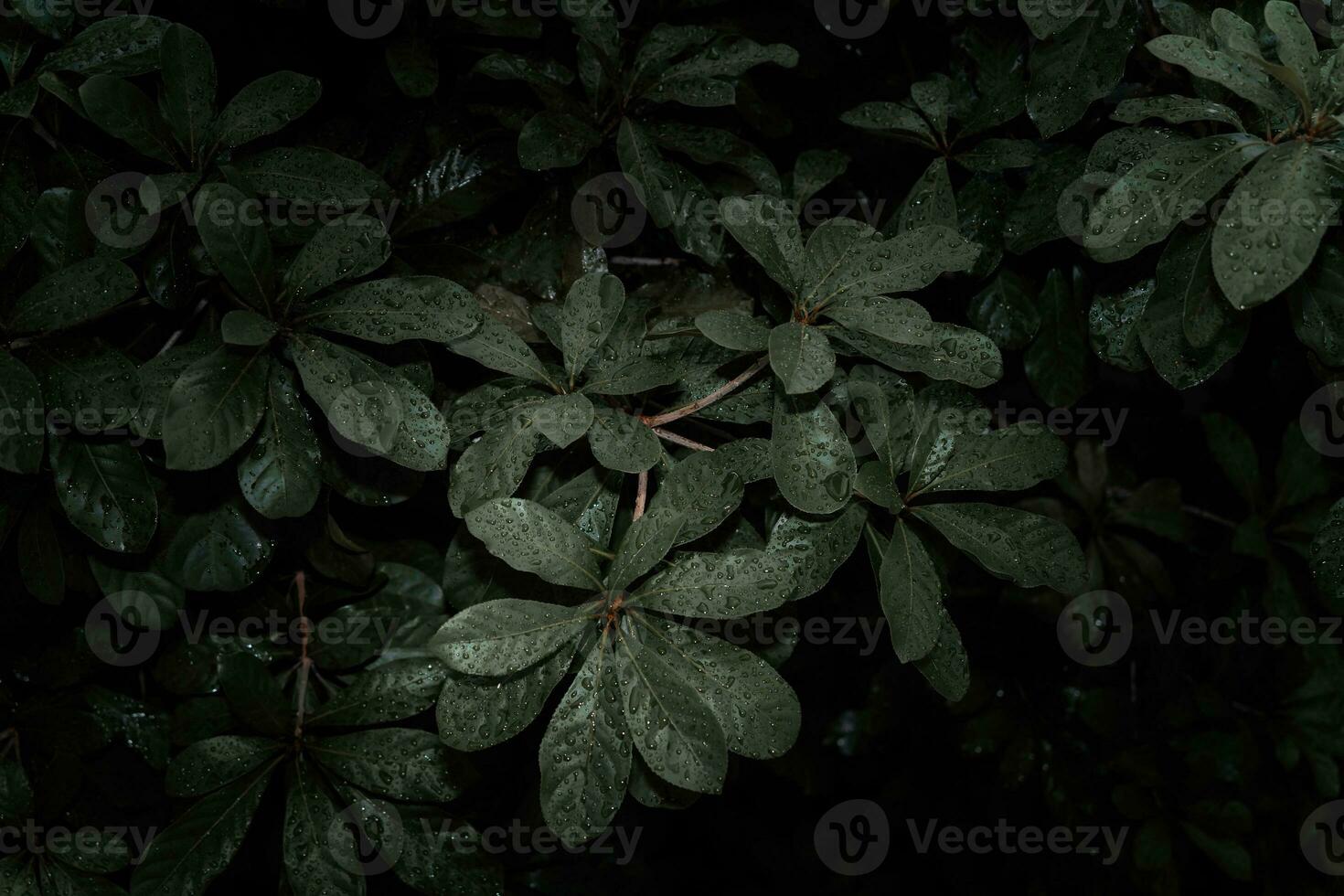 plano poner, oscuro naturaleza concepto, con lluvia gotas, oscuro verde follaje textura antecedentes foto