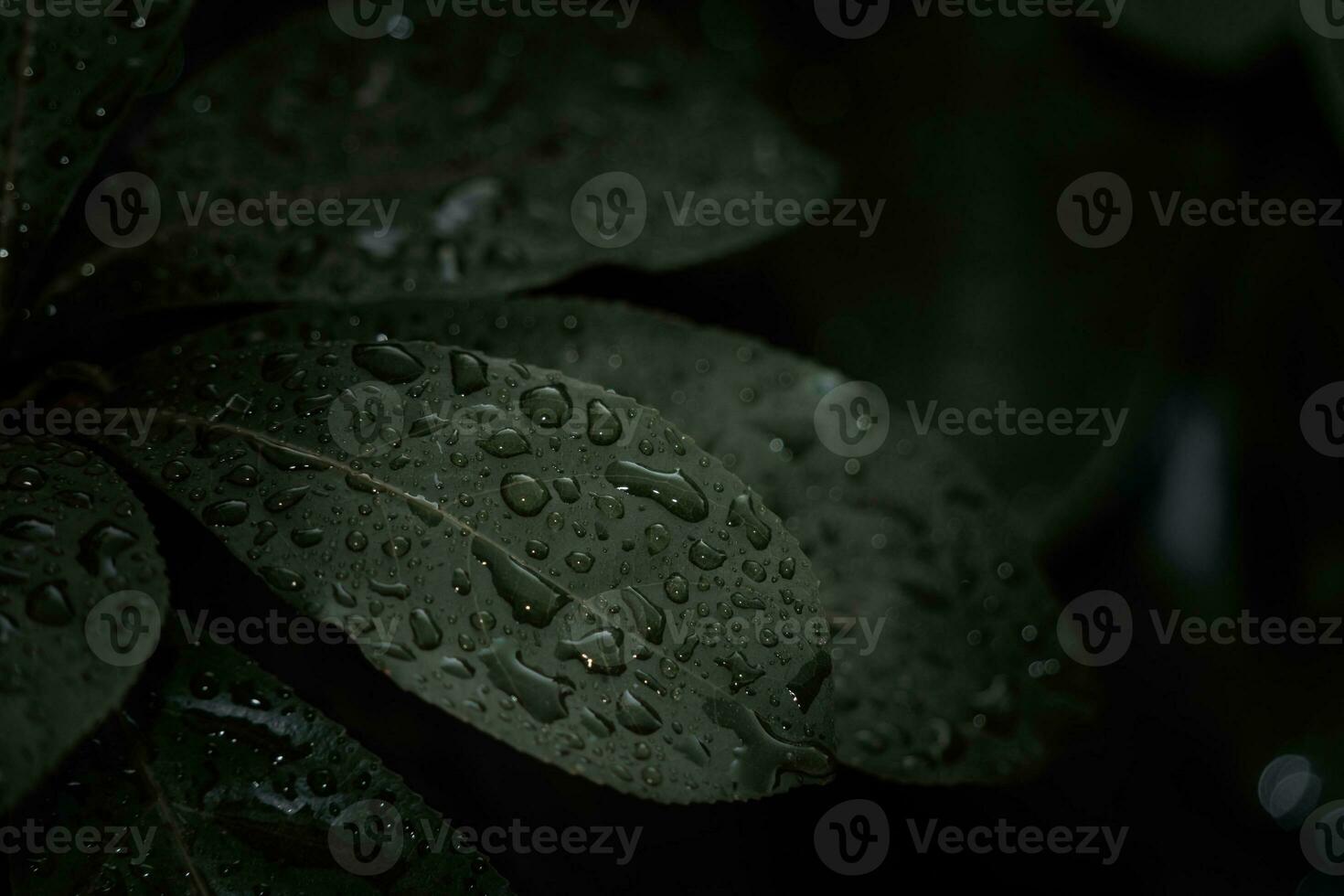 Flat lay, dark nature concept, with rain droplets, dark green foliage texture backgrounds photo