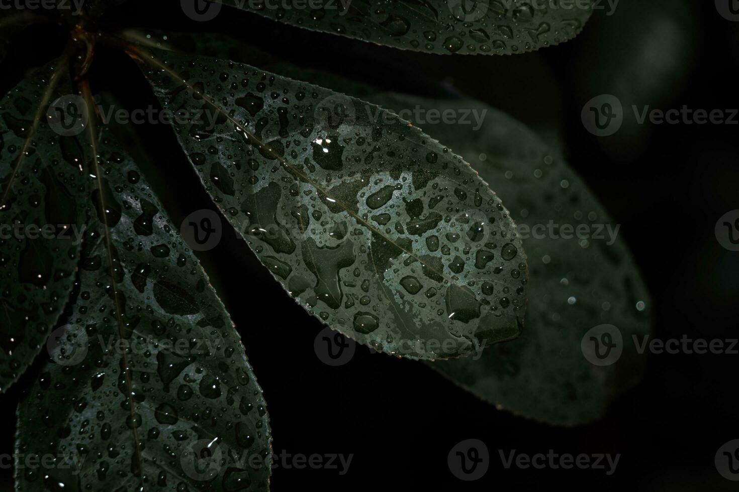 plano poner, oscuro naturaleza concepto, con lluvia gotas, oscuro verde follaje textura antecedentes foto