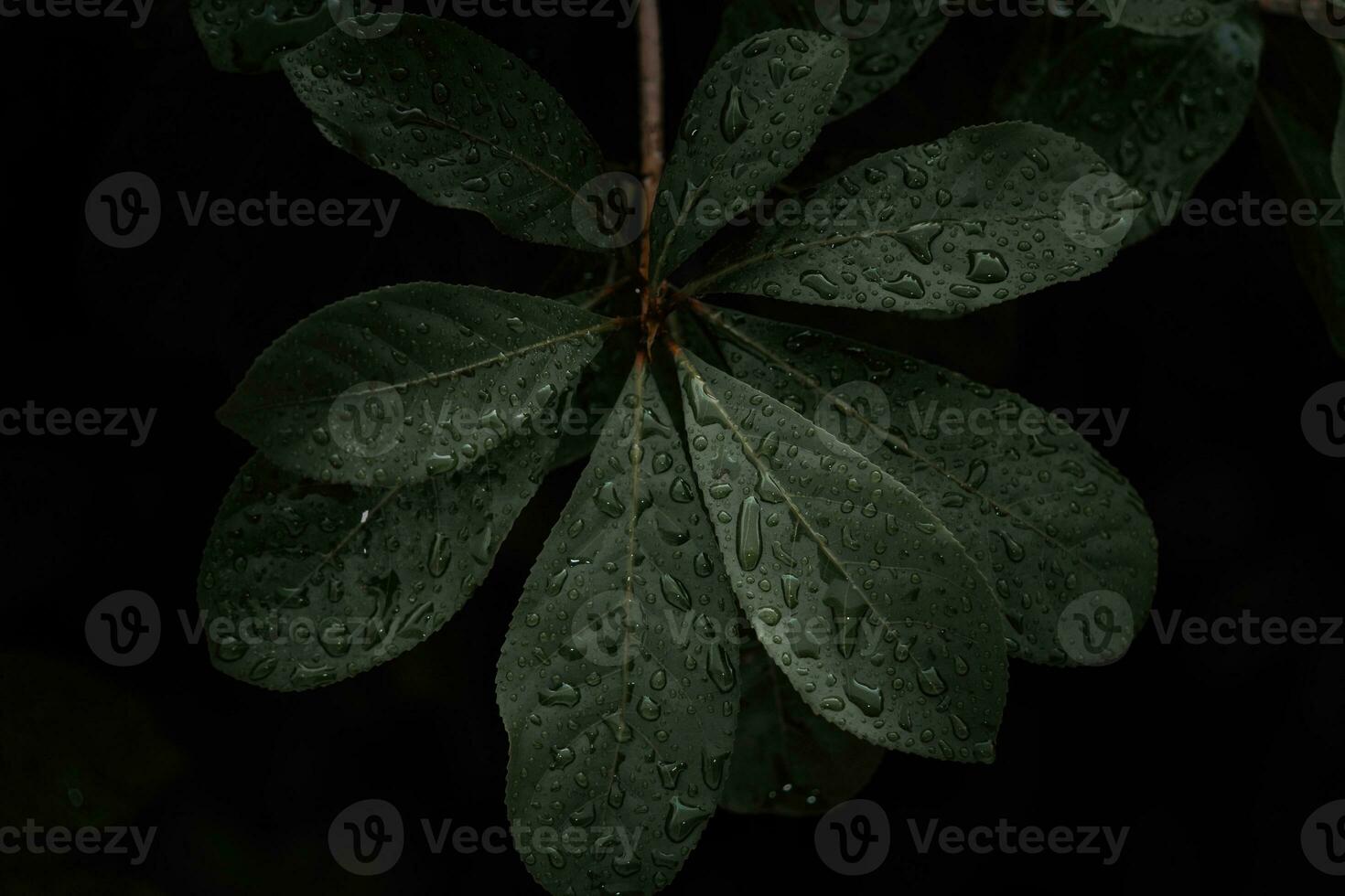 Flat lay, dark nature concept, with rain droplets, dark green foliage texture backgrounds photo