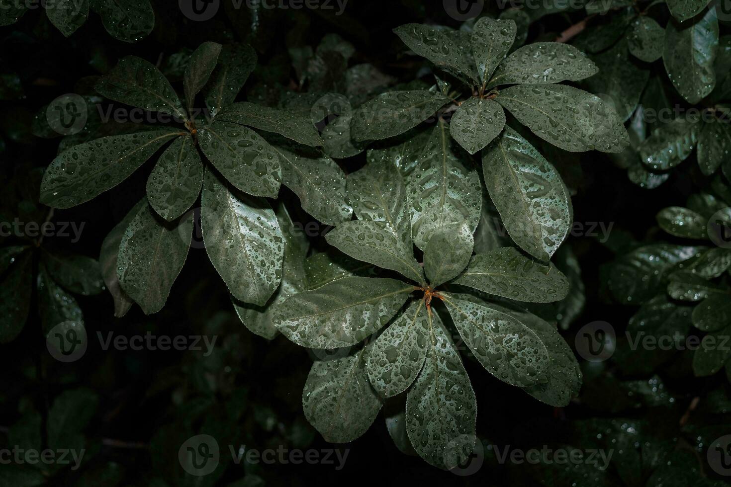 plano poner, oscuro naturaleza concepto, con lluvia gotas, oscuro verde follaje textura antecedentes foto