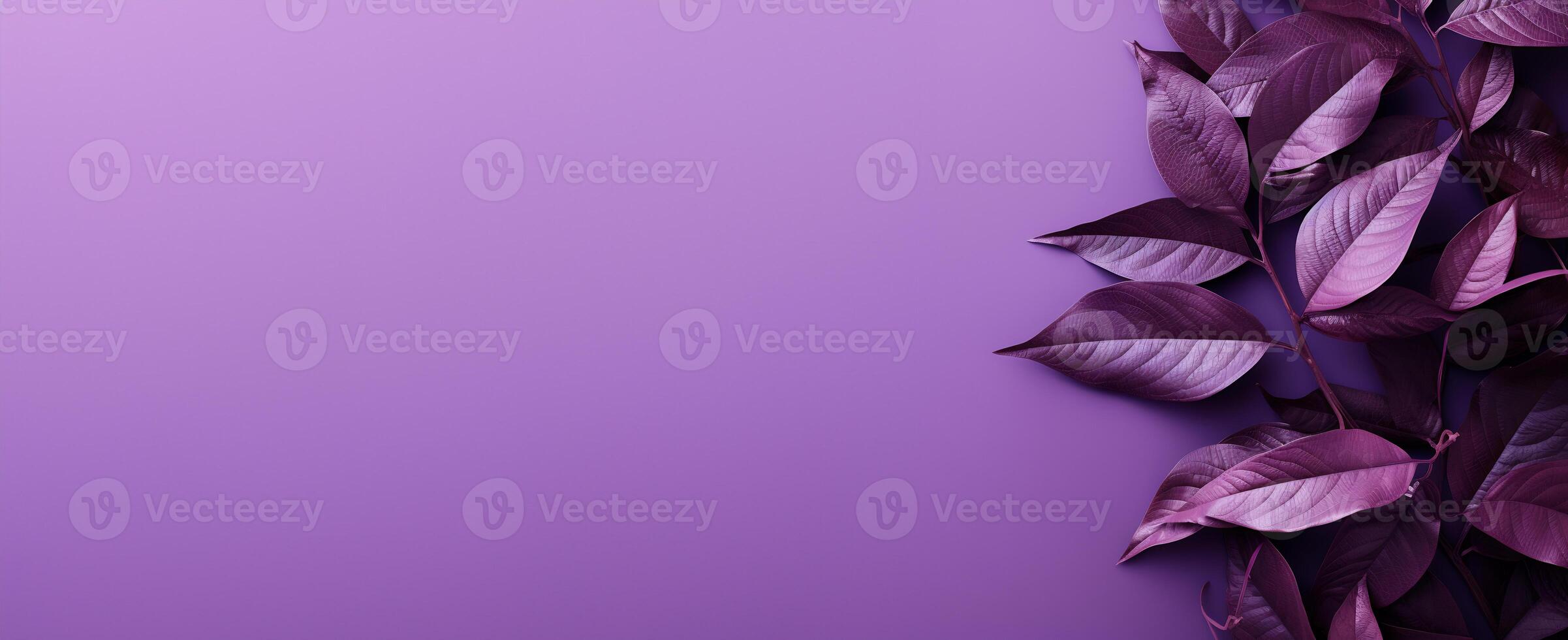 The Minimals - The Purple Background - - photo