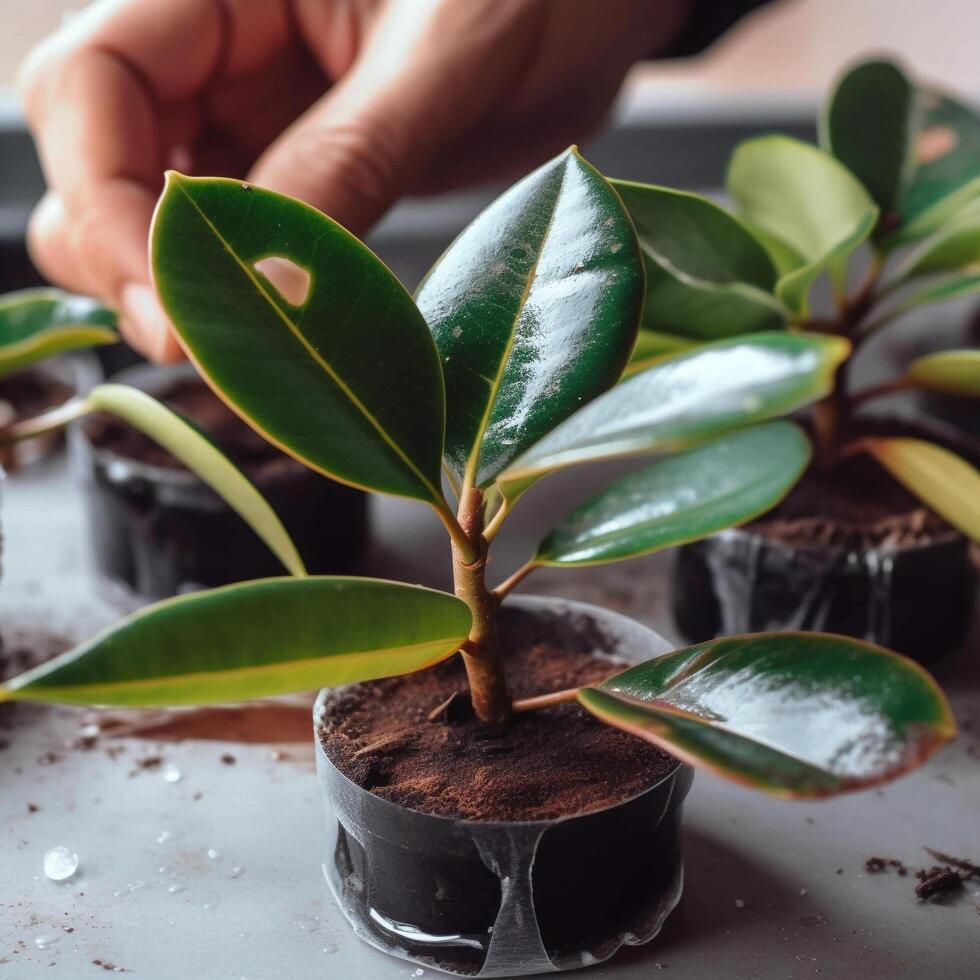The grafted Indian rubber tree growing in nursery pots. Rubber plant is a popular air purifier. photo