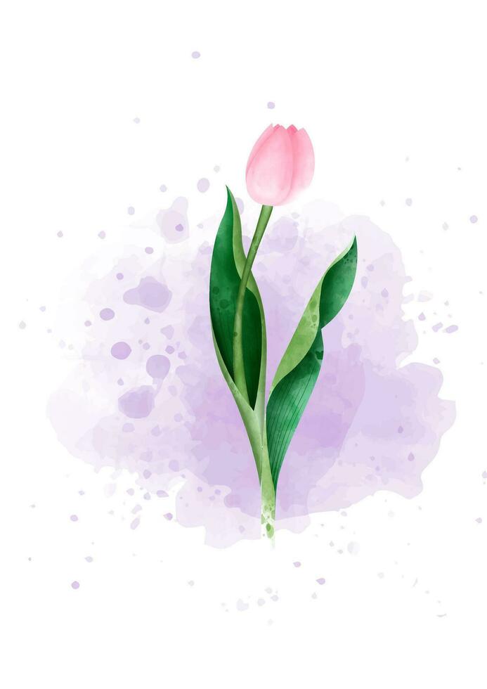 Beautiful pink tulip flower with brunch in watercolors style on purple and white background. vector
