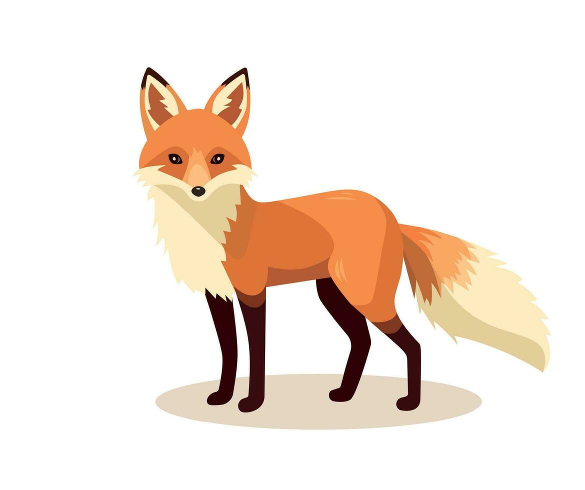 Standing fox isolated on a white background. Body side view, head in full face. Stock vector illustration. Forest animal.