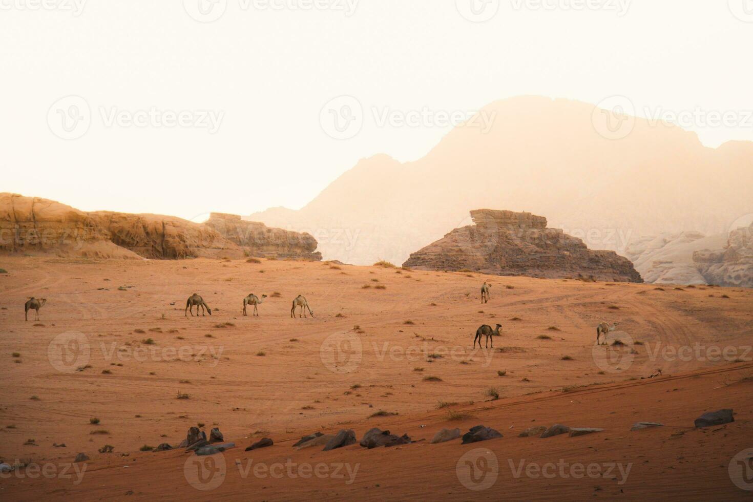 Group of camels walk in scenic wadi rum desert in hazy beautiful morning light before sunrise. Cinematic Jordan landscapes. Visit famous middle east destination photo