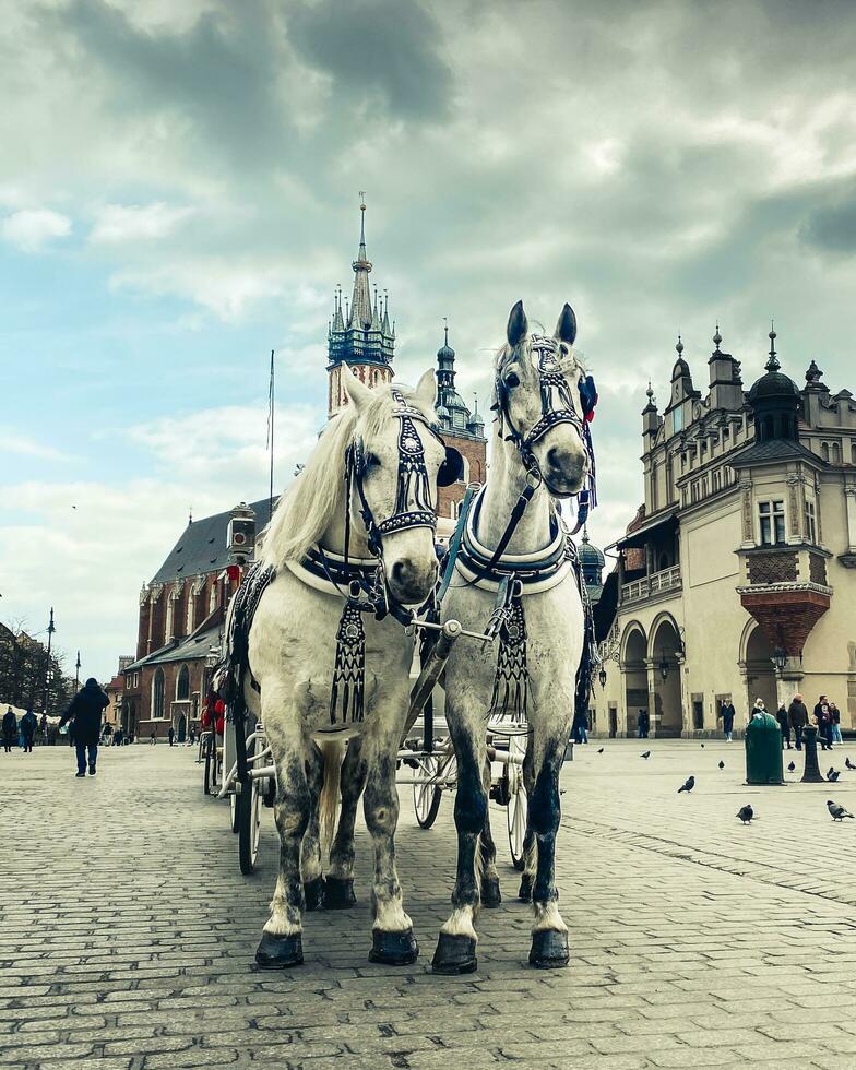 Krakow, Poland - 5th march, 2023 - two beautiful white horse with carriage for tourist tour in central market square in Krakow - historical city in Poland. photo