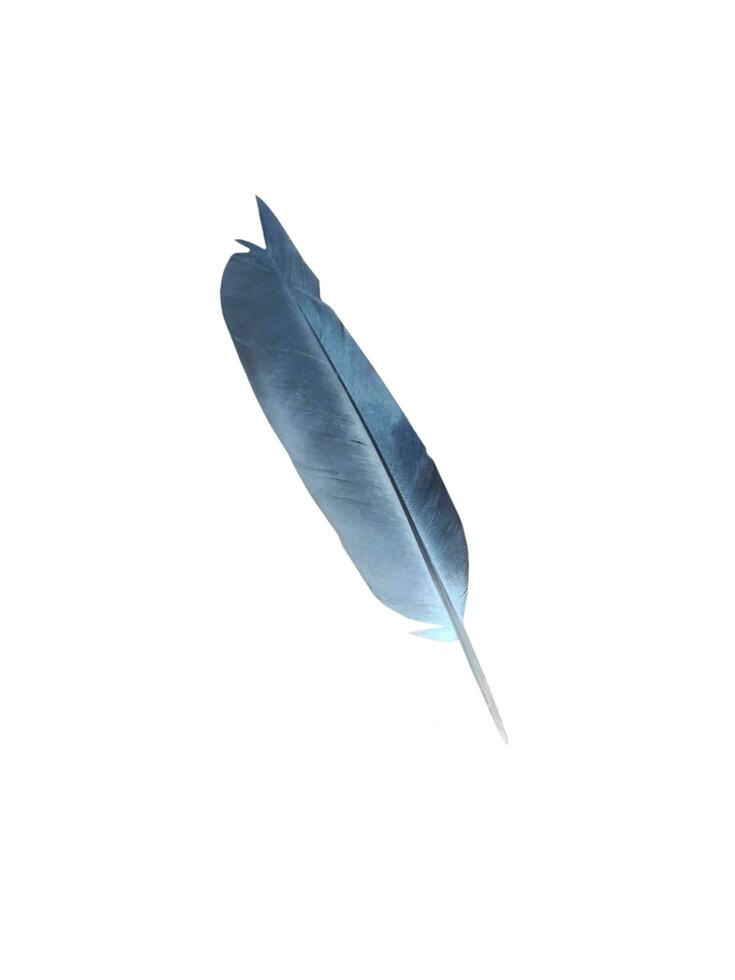 Dove feather isolated on white background photo