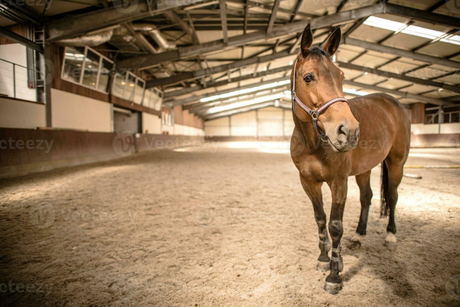 marrón caballo en pie en el estable. foto
