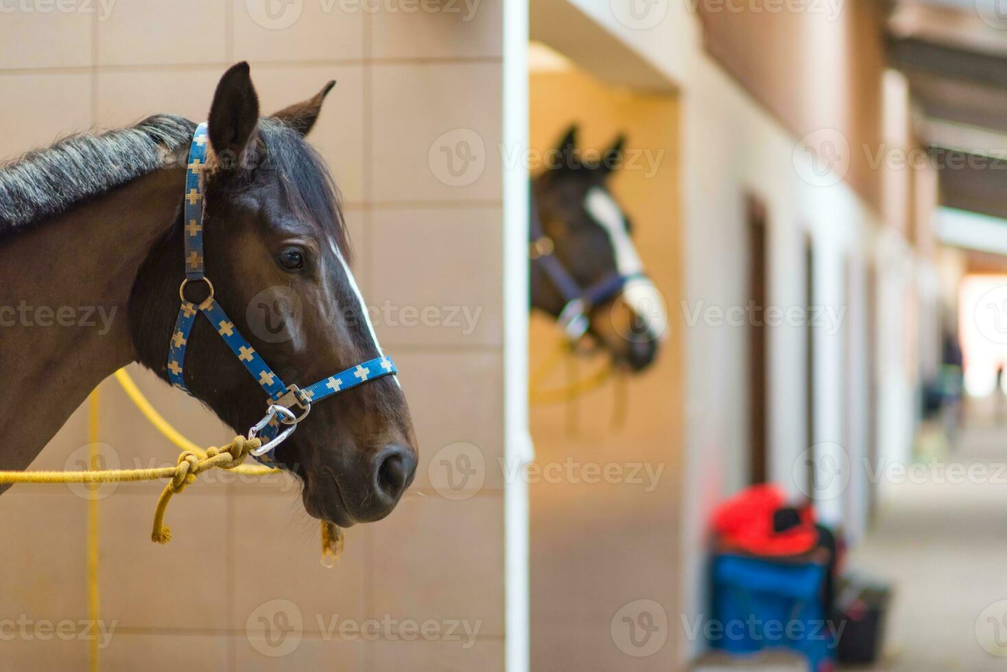 Horses in Stud Boxes photo