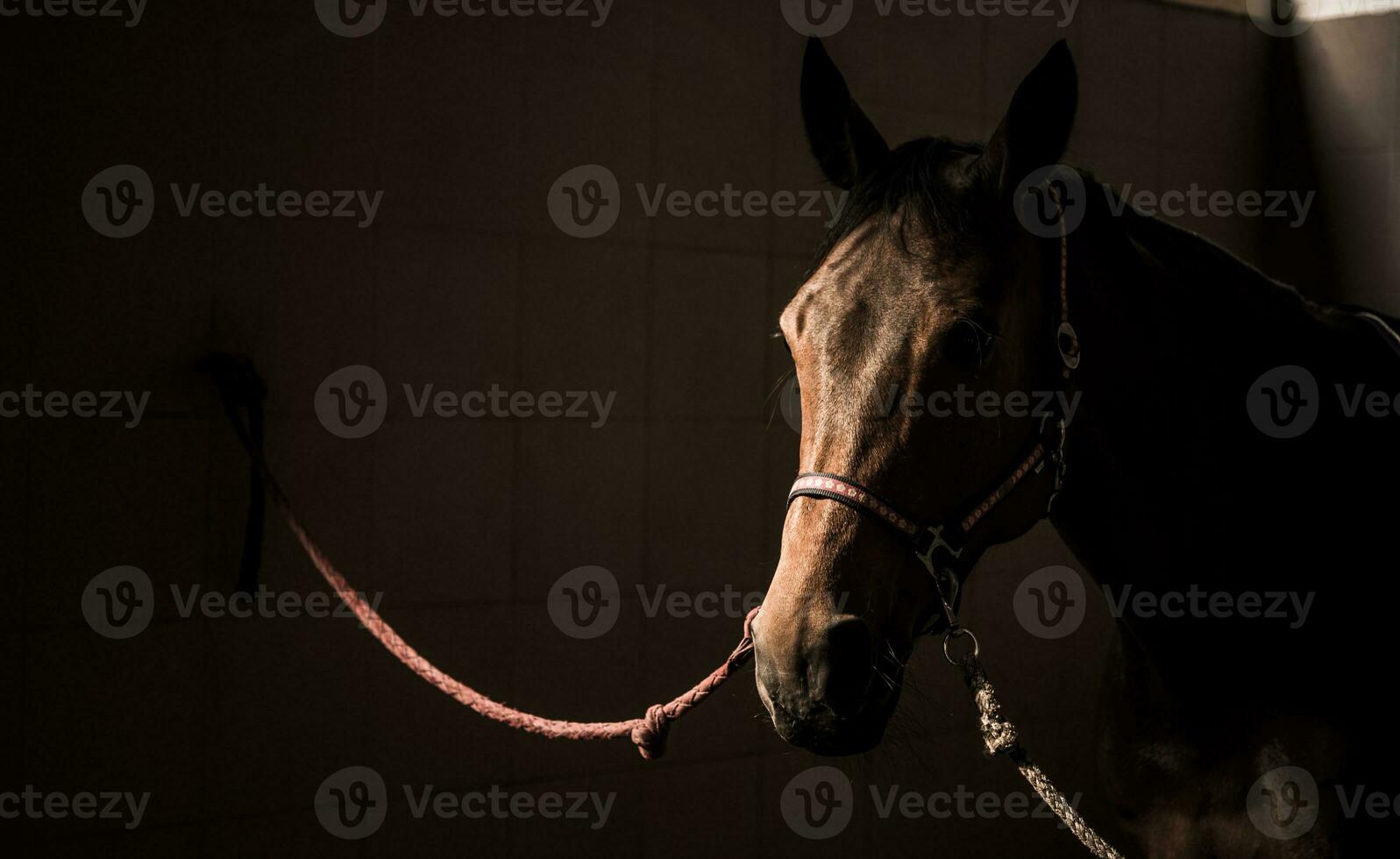 Horse in the Darkness photo