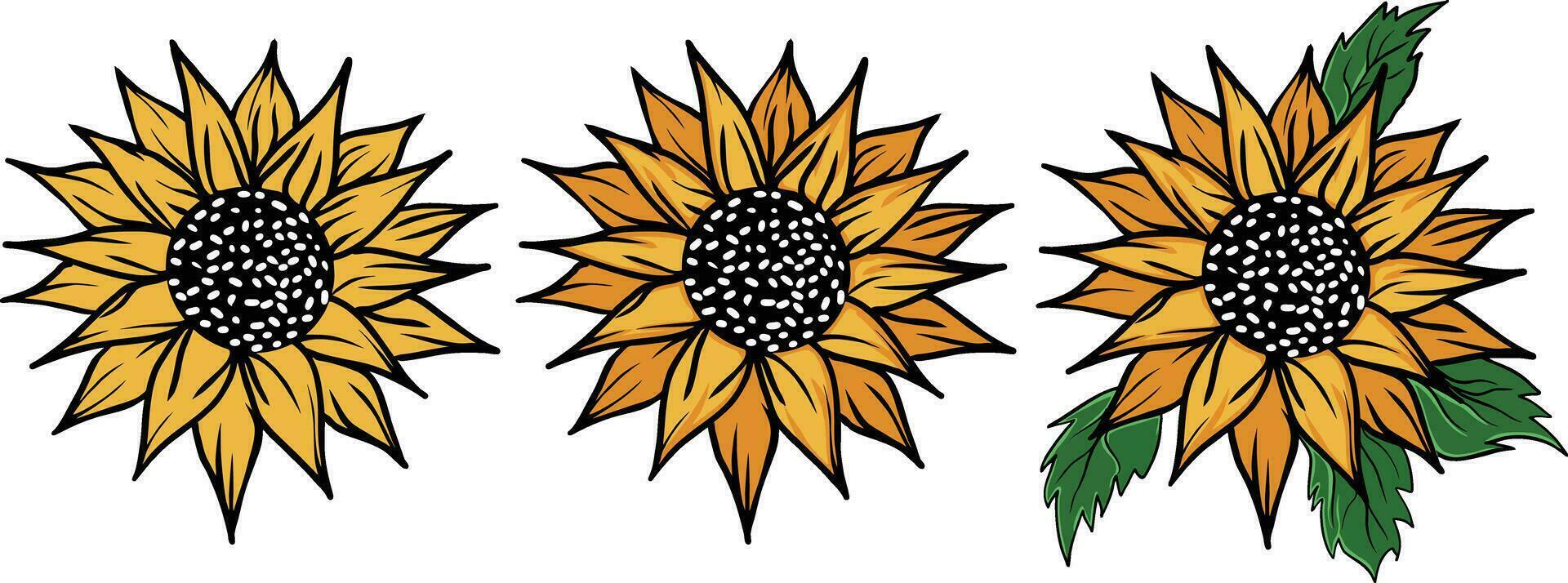Sunflowers set  vector illustration. Sunflower isolated. Botanical floral illustration