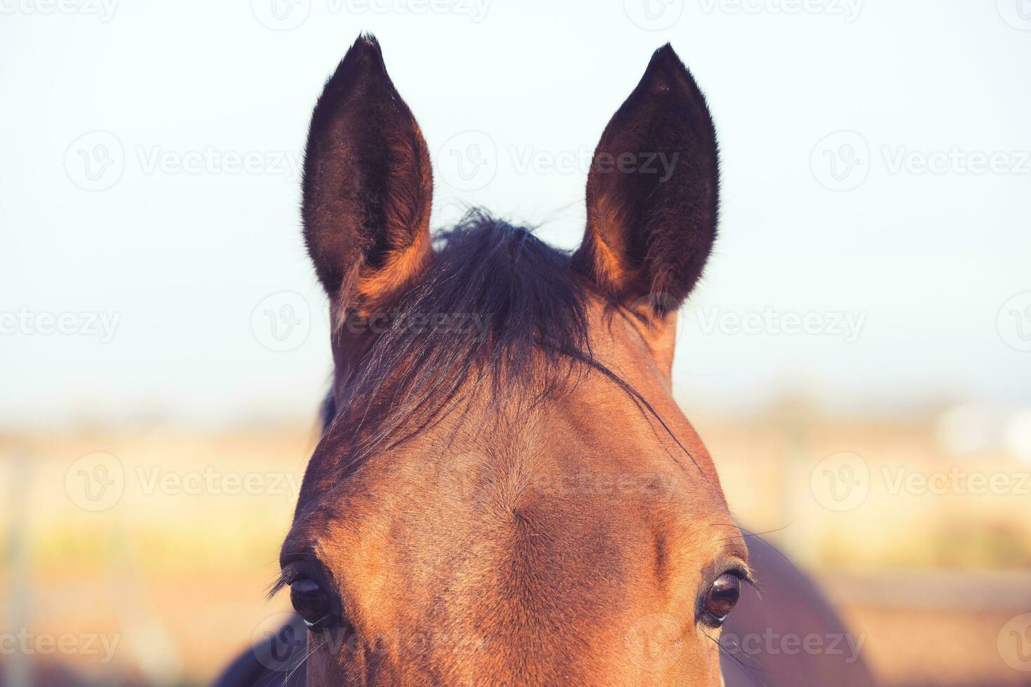 Happy horse ears. Equestrian theme. photo