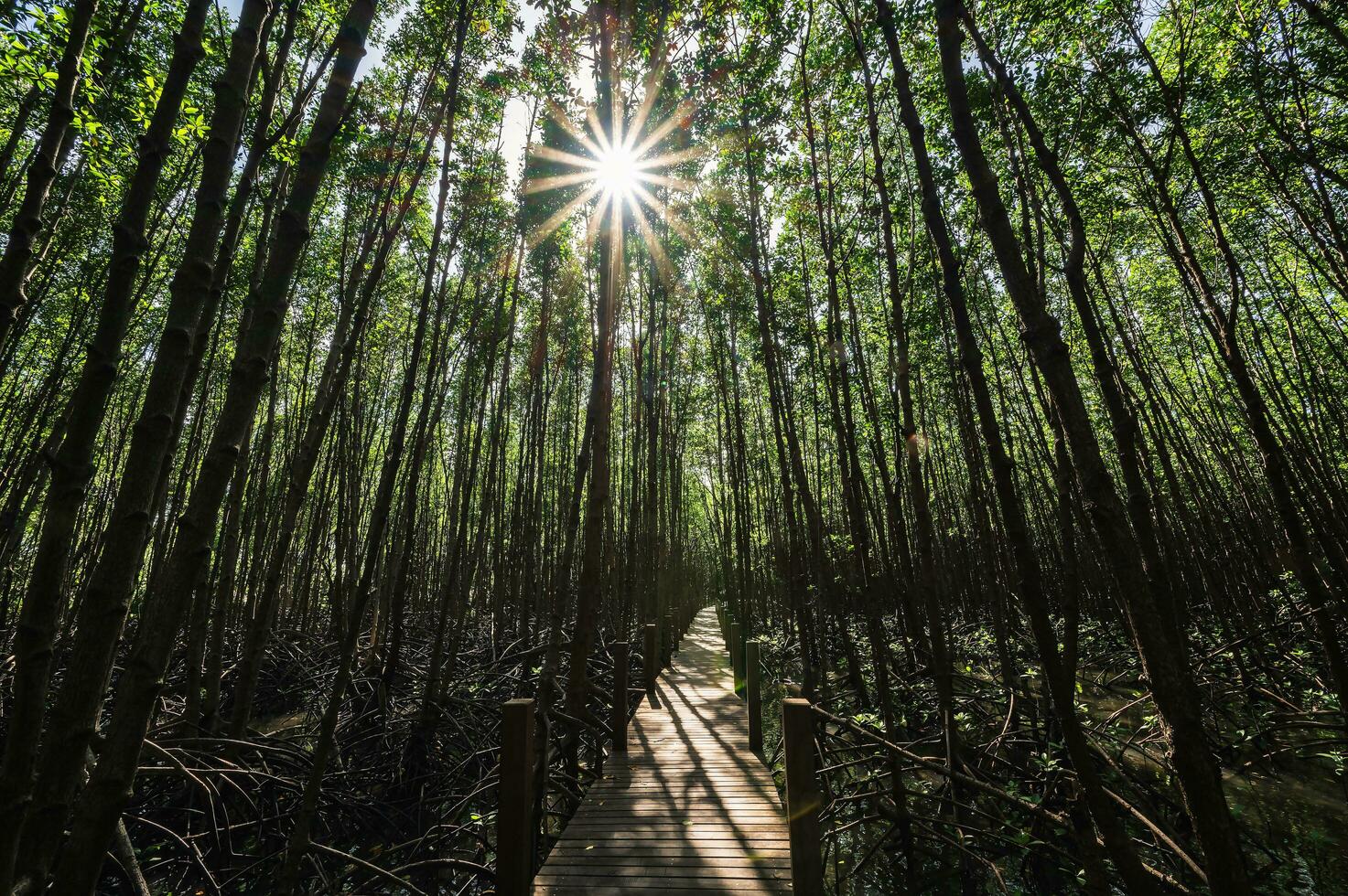 Wooden bridge walkway at Kung krabaen bay Mangrove forest at chanthaburi city thailand. photo