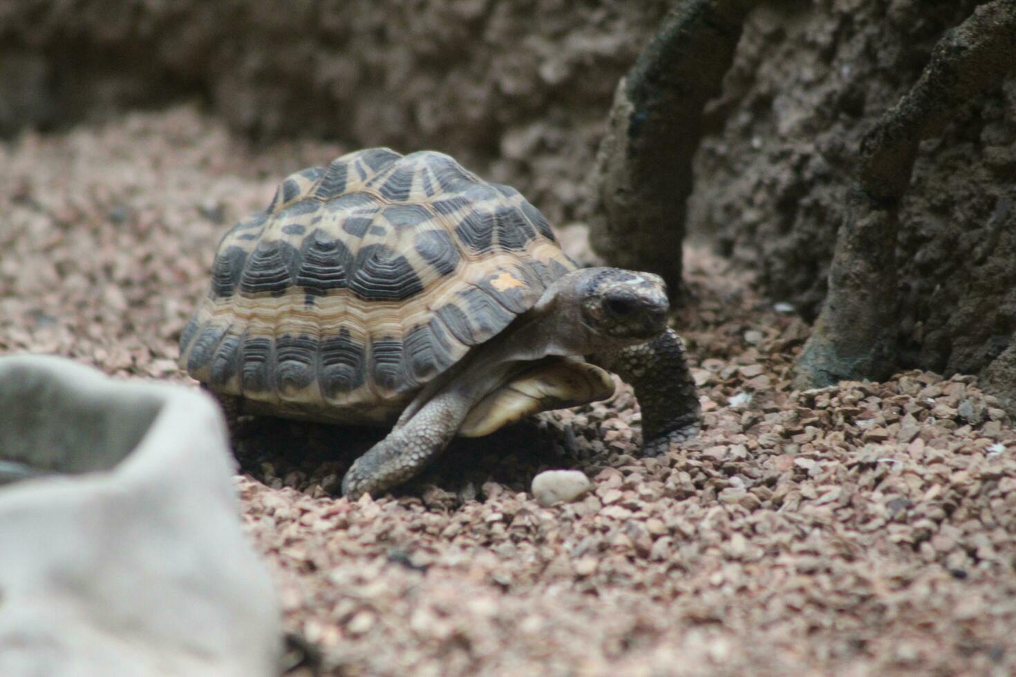 un minúsculo tortuga foto