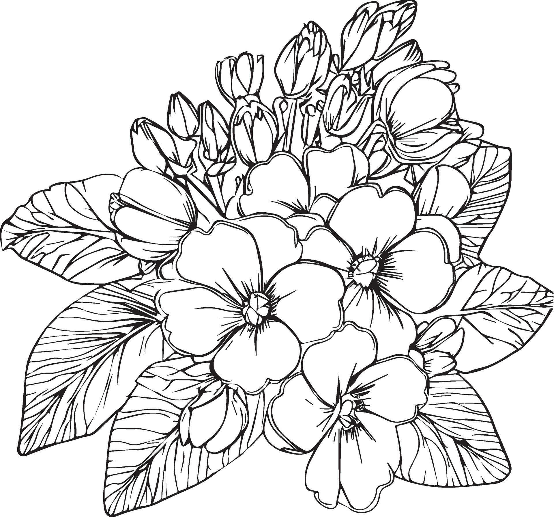 Cute kids coloring pages, easy primrose drawing, primrose flower black
