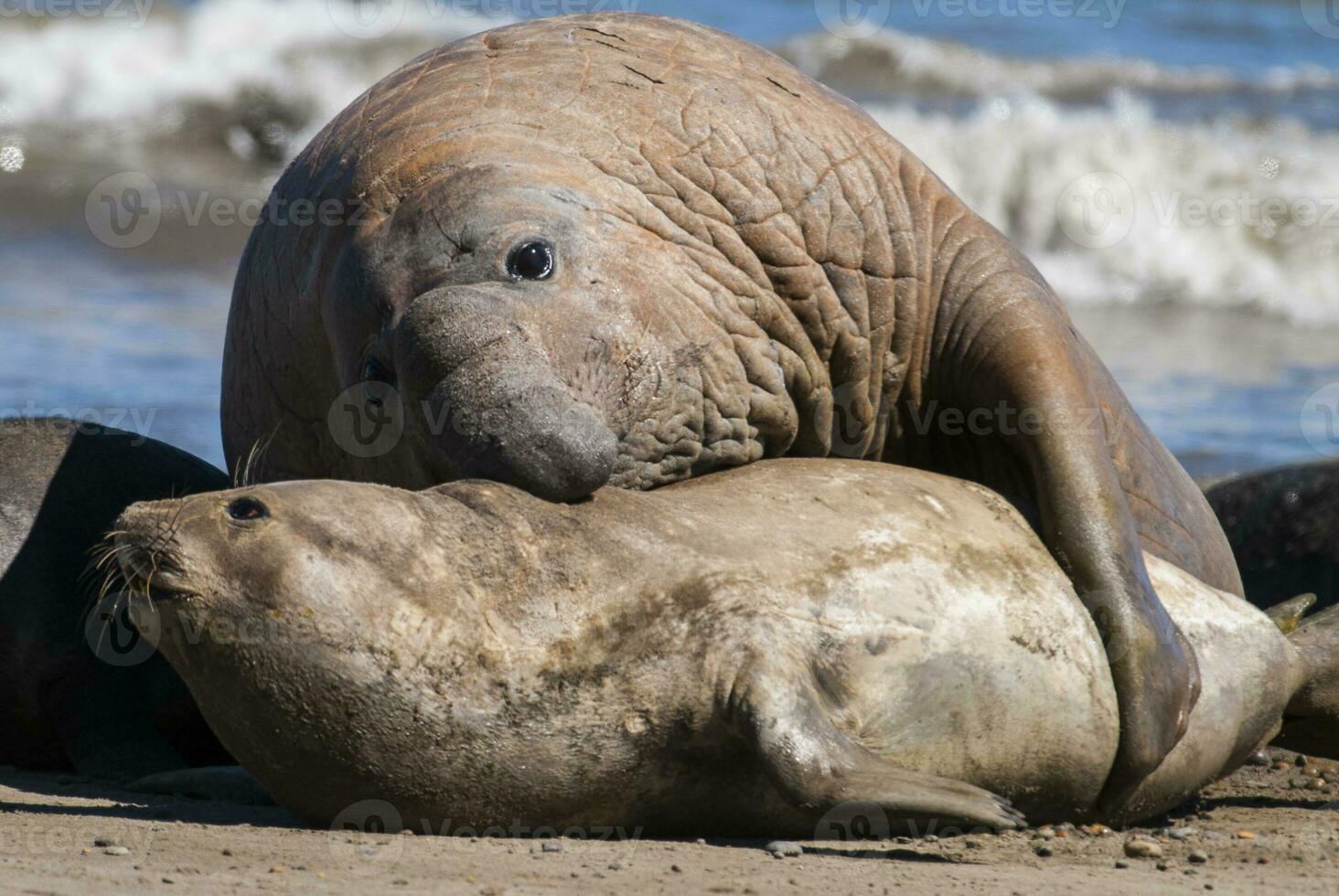 Male elephant seal, Peninsula Valdes, Patagonia, Argentina photo