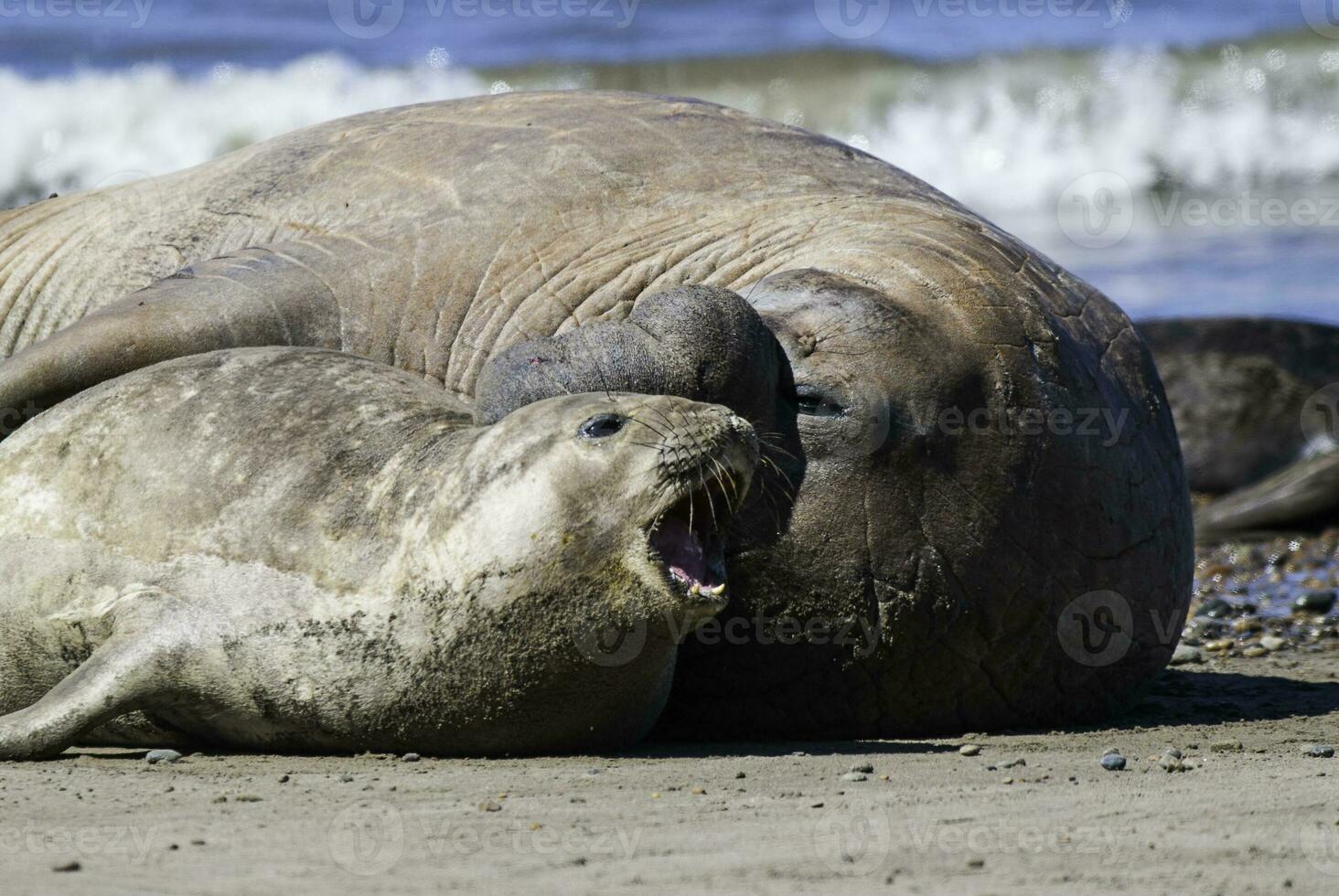 Male elephant seal, Peninsula Valdes, Patagonia, Argentina photo