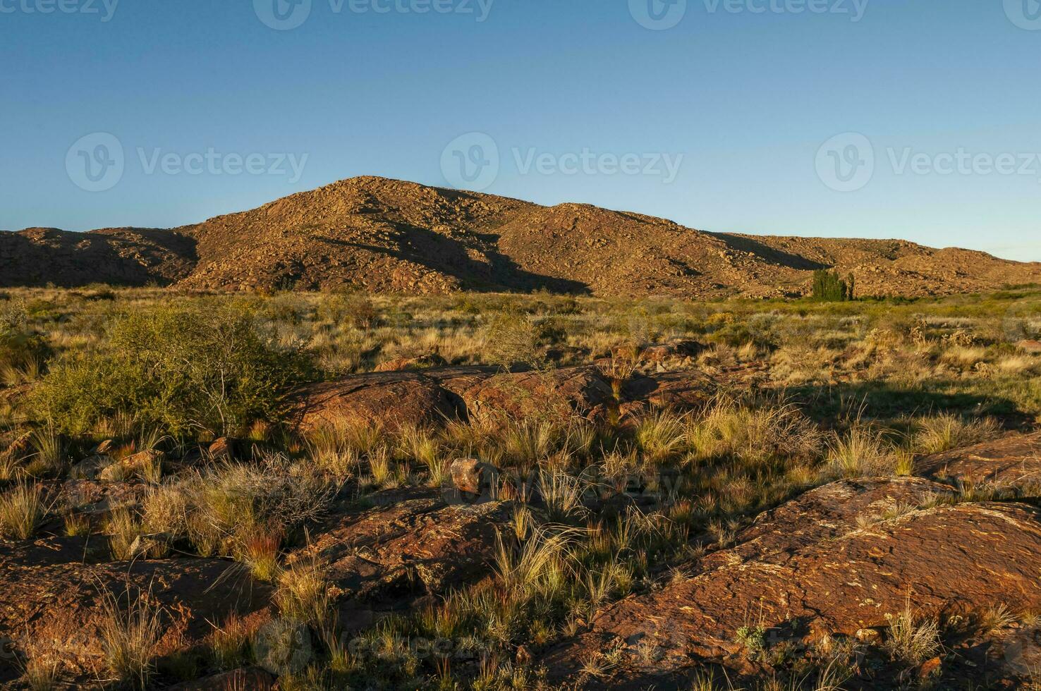 Creosote bush, Lihue Calel National Park, La Pampa, Argentina photo