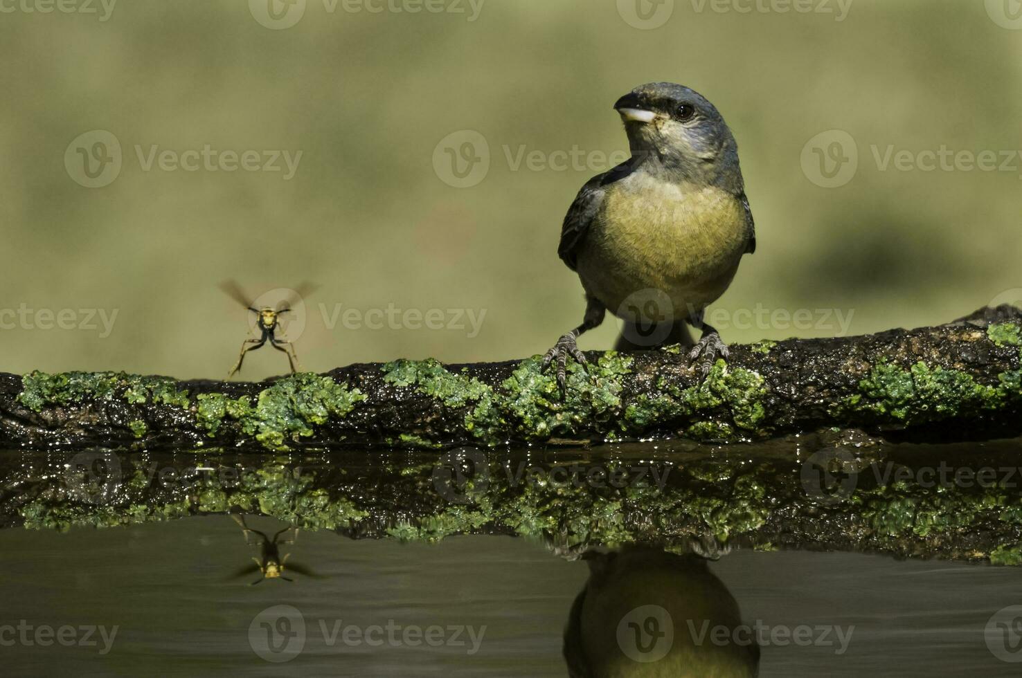 Blue and yellow tanager, Female, La Pampa Province, Patagonia, Argentina. photo