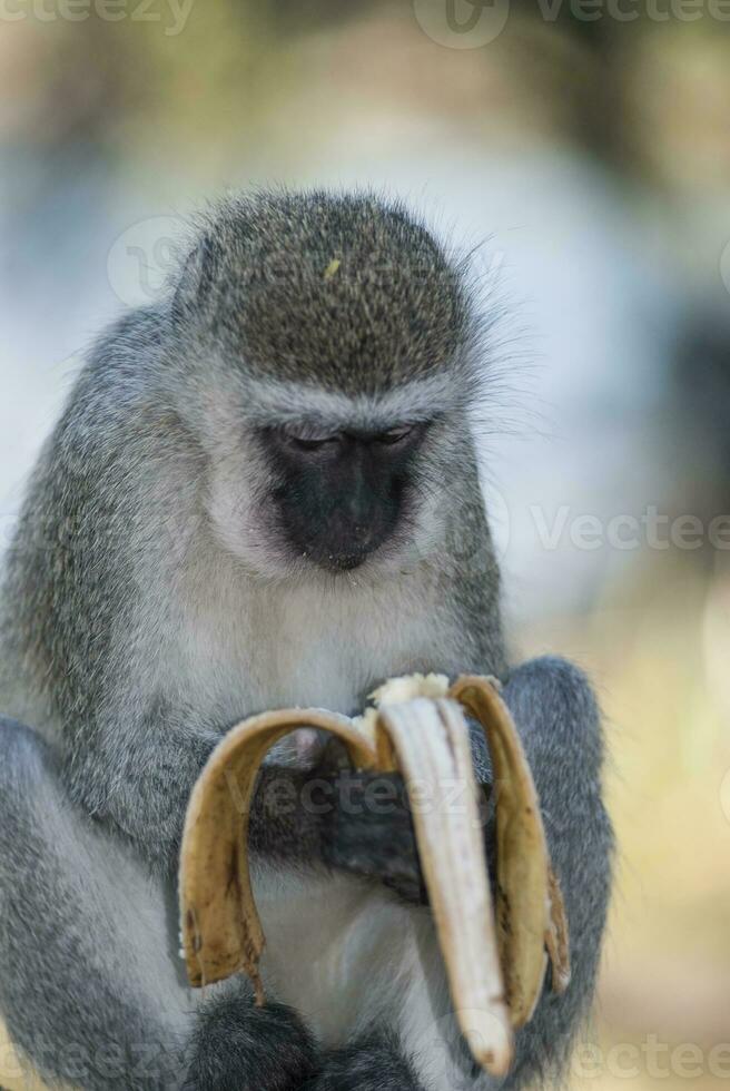 Vervet monkey eating a banana,Kruger National Park,South Africa photo