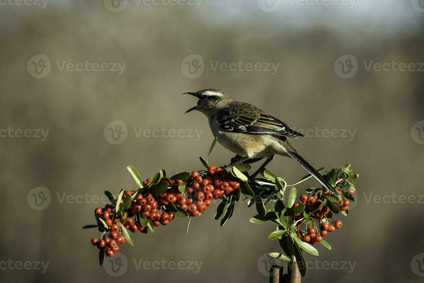 White banded mokingbird , La Pampa Province,  Patagonia forest, Argentina. photo