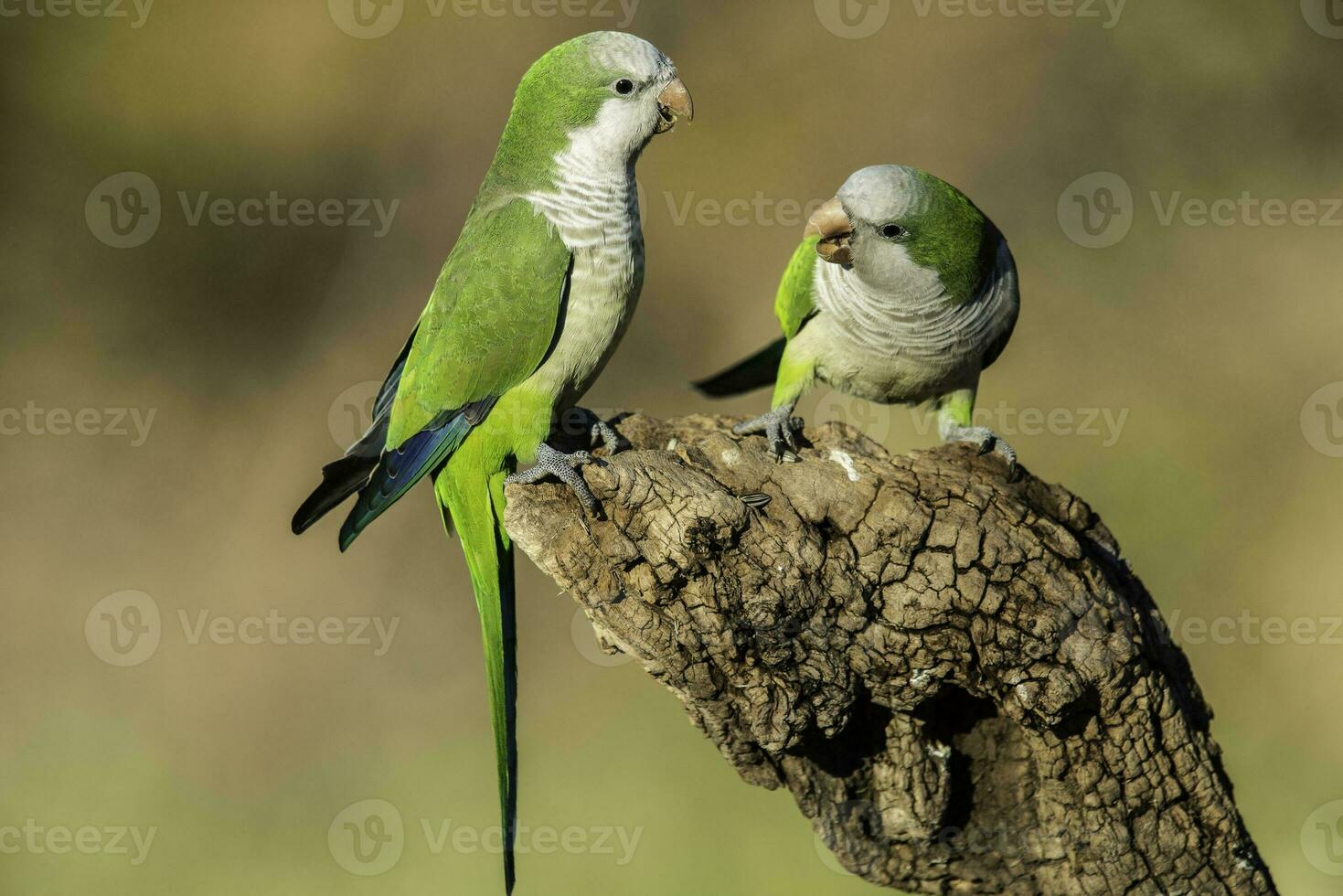 Parakeet perched on a branch of Calden , La Pampa, Patagonia, Argentina photo