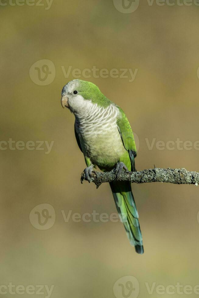 Parakeet perched on a branch of Calden , La Pampa, Patagonia, Argentina photo