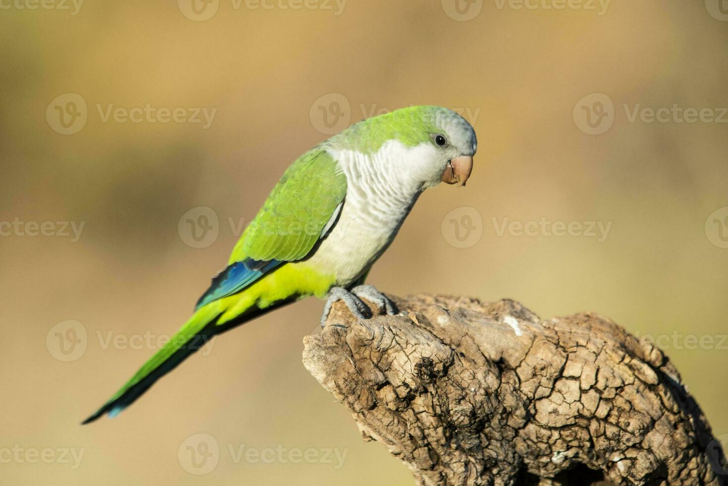 Parakeet perched on a branch of Calden , La Pampa, Patagonia, Argentina photo