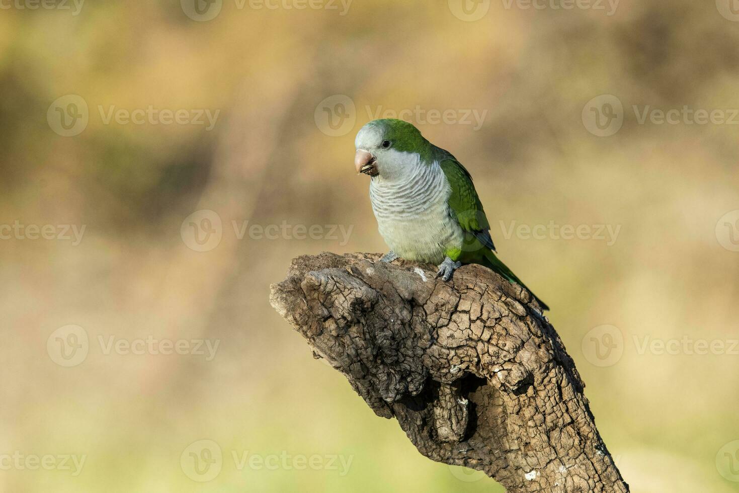 Parakeet perched on a branch of Calden , La Pampa, Patagonia, Argentina photo