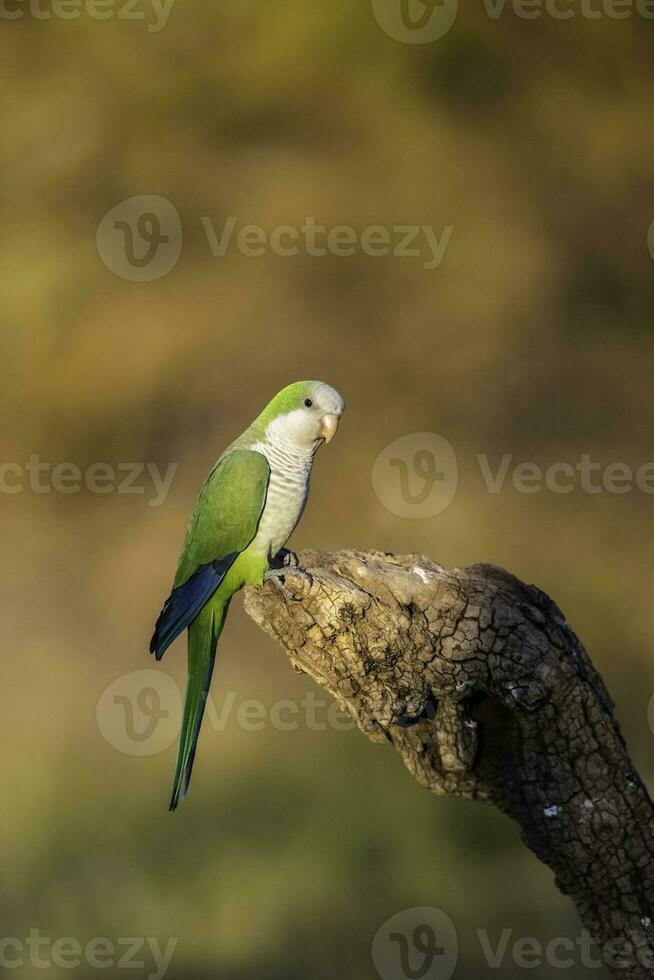 Parakeet perched on a branch of Calden , La Pampa, Patagonia, Argentina photo