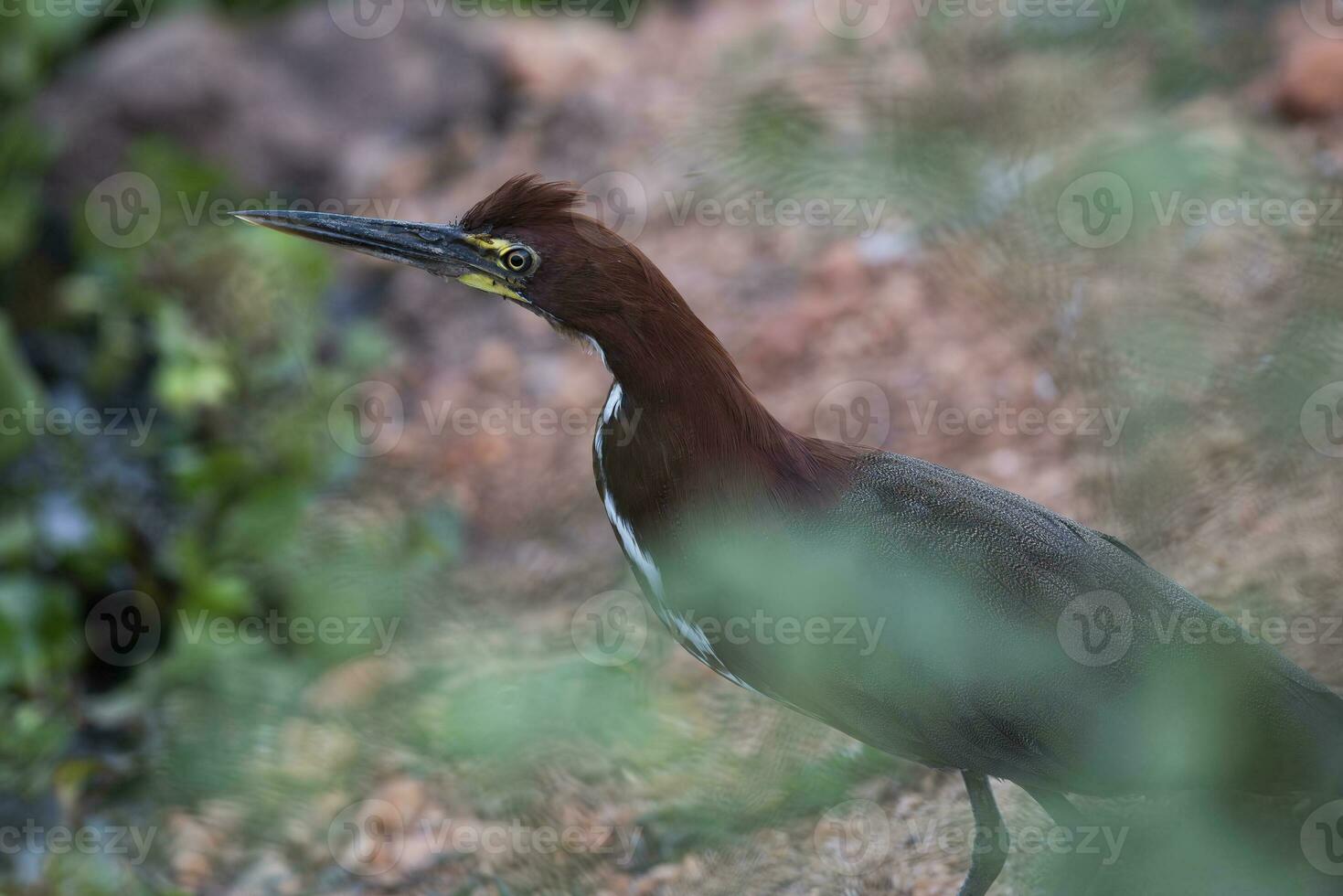 Rufescent tiger heron in  forest environment,Pantanal Forest, Mato Grosso, Brazil. photo