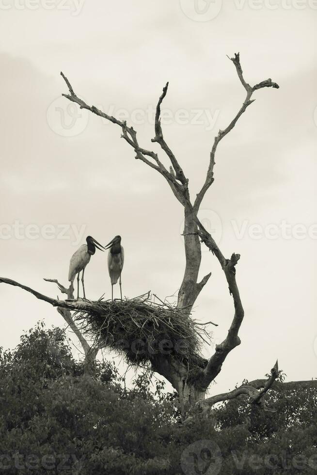nido de jabiru con pollitos, pantanal, Brasil foto