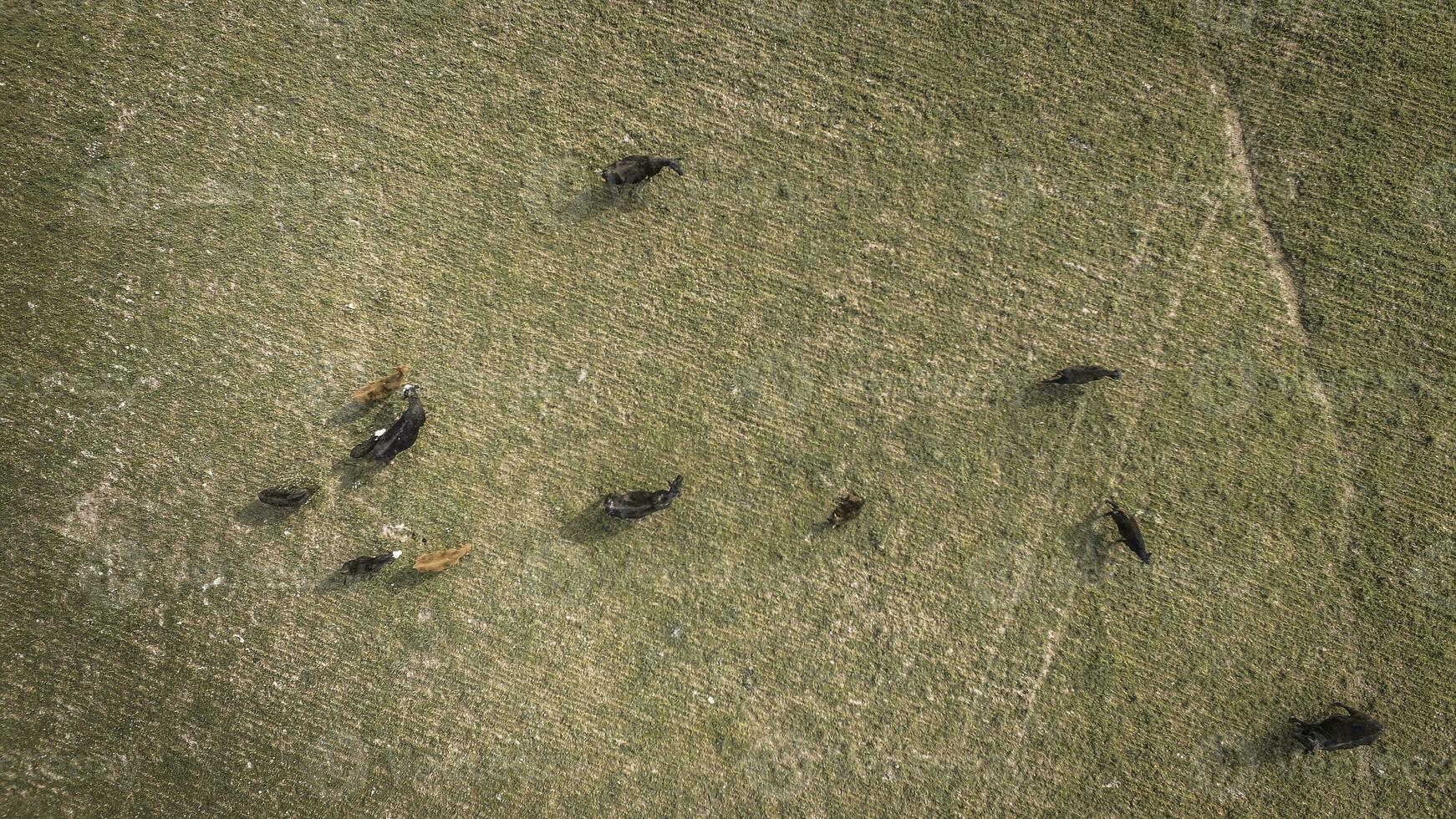 Meat production,  livestock in Pampas region, Aerial view,Argentina photo