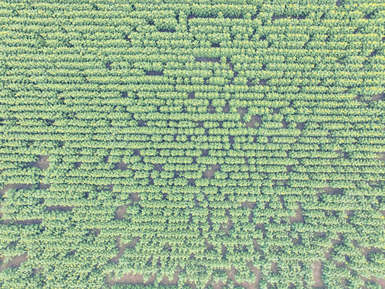 Sunflower cultivation, Aerial view, in pampas region, Argentina photo
