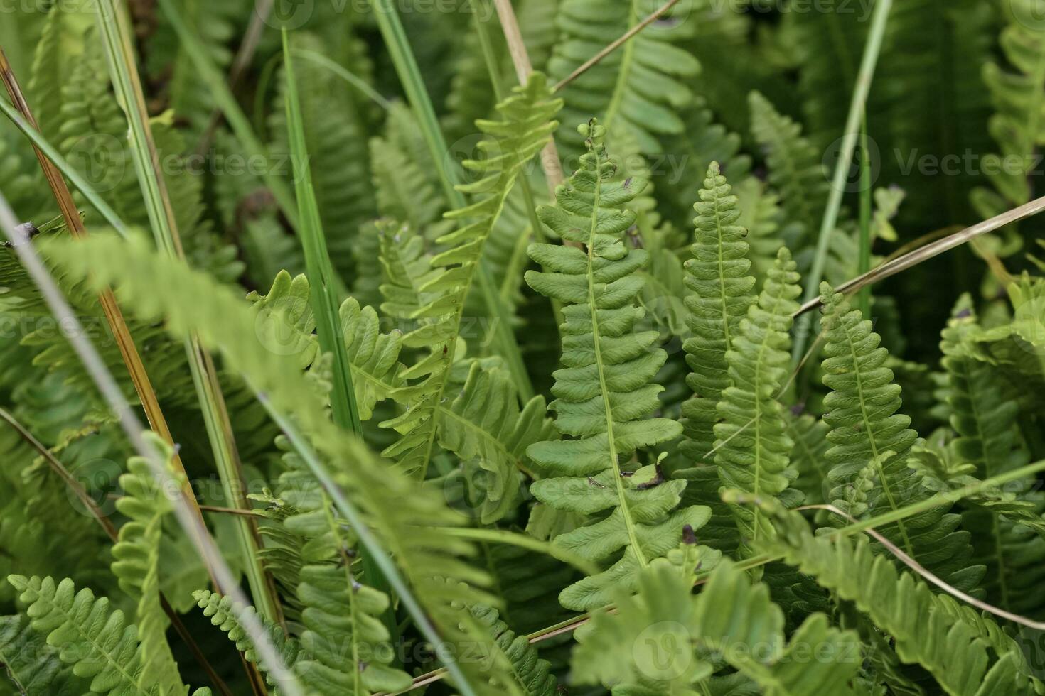 Ferns in Quebrada del Condorito  National Park,Cordoba province, Argentina photo