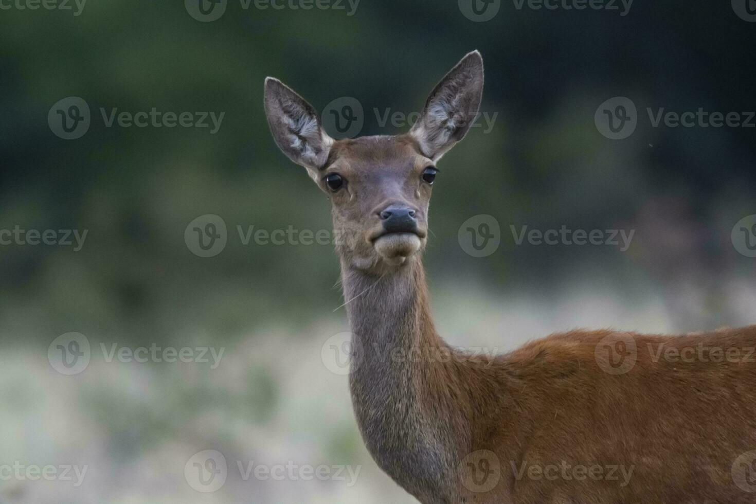 Red deer in La Pampa, Argentina, Parque Luro, Nature Reserve photo