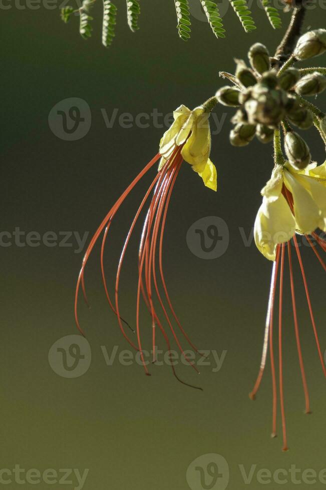 Wild flower in Patagonia, Caesalpinia gilliesii,  La Pampa, Argentina. photo