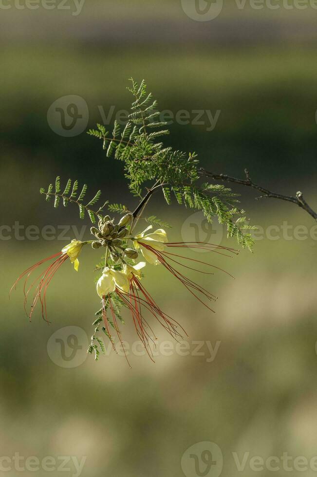 salvaje flor en Patagonia, caesalpinia gilliesii, la pampa, argentina. foto