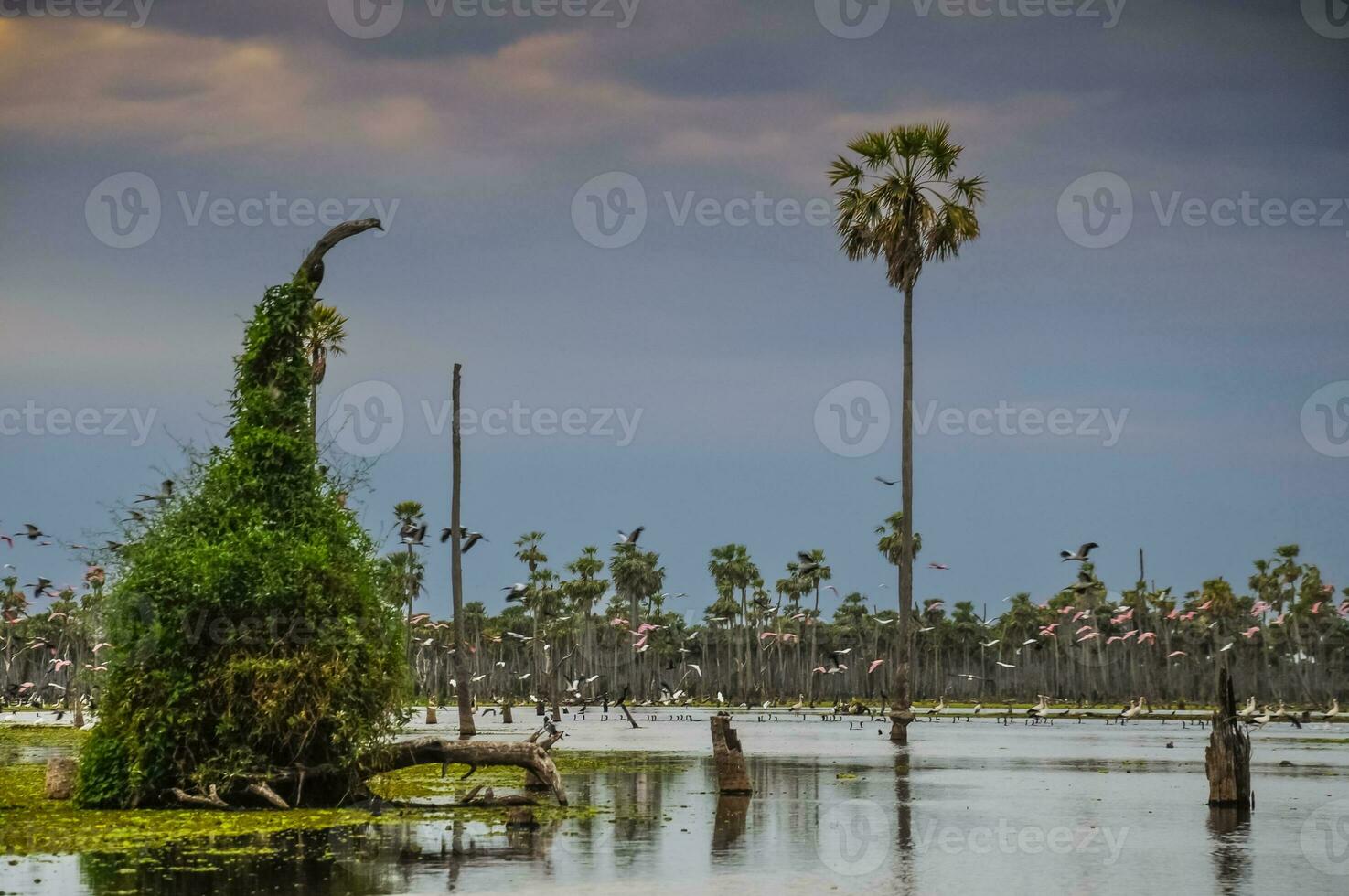 palmas paisaje en la estrella pantano, Formosa provincia, argentina. foto