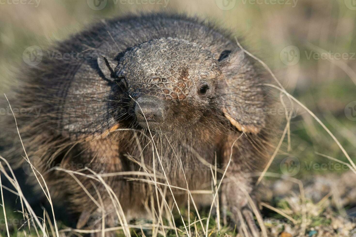 Hairy Armadillo, in grassland environment, Peninsula Valdes, Patagonia, Argentina photo