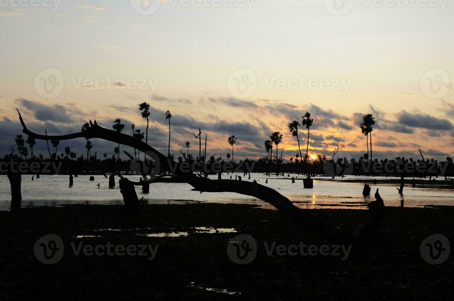 Sunst Palms landscape in La Estrella Marsh, Formosa province, Argentina. photo