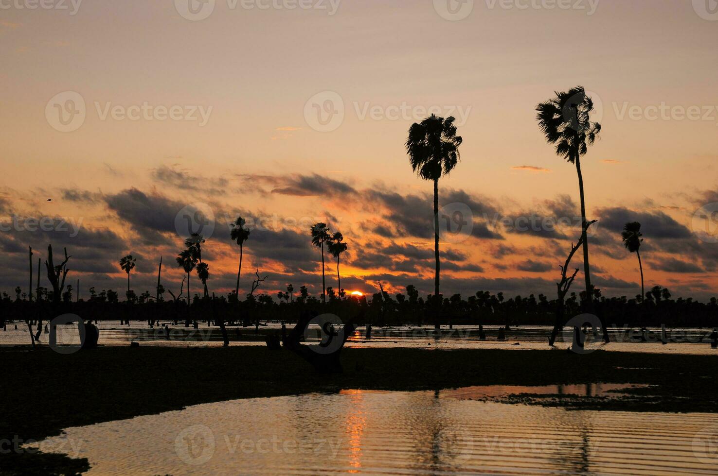 Palms landscape in La Estrella Marsh, Formosa province, Argentina. photo