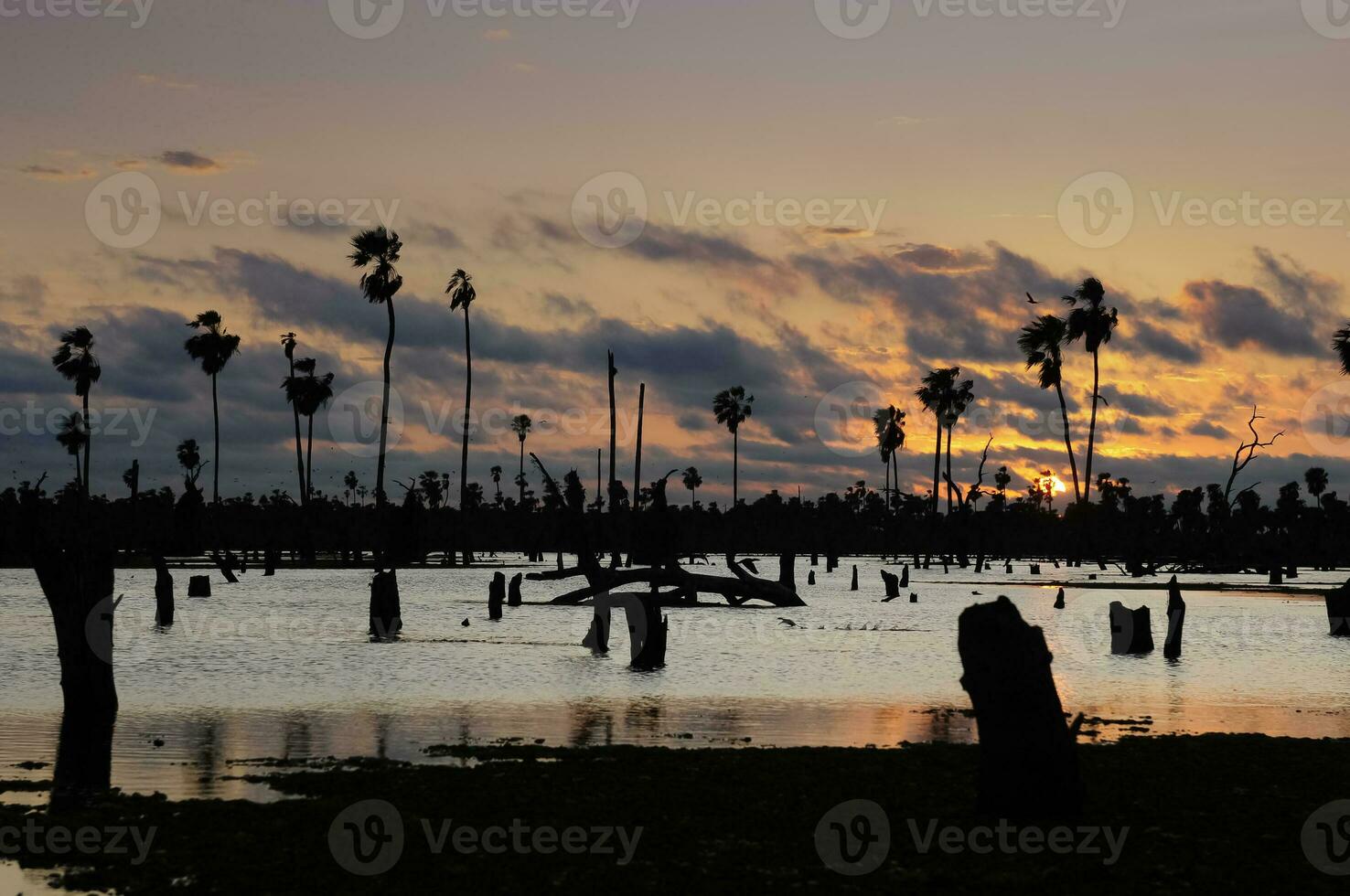 Sunst Palms landscape in La Estrella Marsh, Formosa province, Argentina. photo