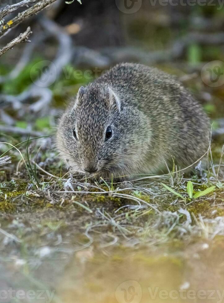 Desert Cavi, Lihue Calel National Park, La Pampa Province, Patagonia , Argentina photo